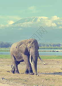草原大象乞力马扎罗山博茨瓦纳高清图片