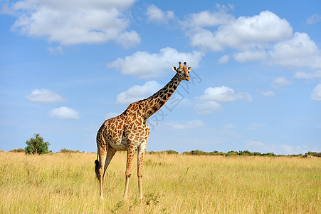 非洲热带草原的Giraffe荒野鼻子大草原毛皮旅行天空食草野生动物喇叭耳朵图片
