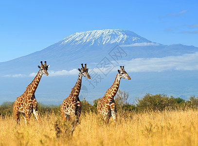 肯尼亚国家公园的Giraffe鼻子旅行喇叭野生动物脖子热带食草乐趣天空荒野图片