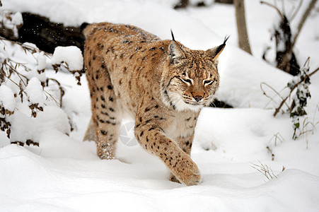 Lynx 林克山猫野生动物生物荒野野猫哺乳动物毛皮眼睛野性食肉树高清图片素材