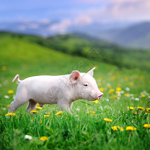 青草上的小猪运动猪肉耳朵农业农场生活天空动物场景草地图片