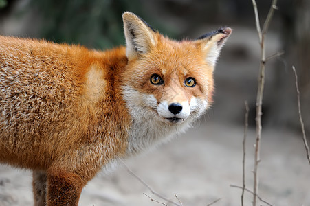 狂野红狐狐肖像野生动物水平哺乳动物狐狸野狗红狐犬类食肉动物群动物图片