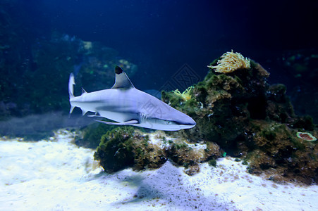 Whitetip珊瑚礁鲨鱼负离子风险捕食者野生动物牙齿眼睛危险蓝色海洋生活图片