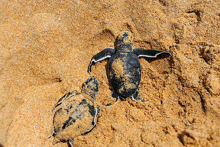 婴儿海龟乌龟野生动物生日海滩荒野濒危热带海浪海洋团体图片