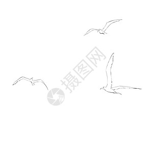 海鸥在天空中飞升海滩插图翅膀自由漫画动物高度白色捕食者艺术图片