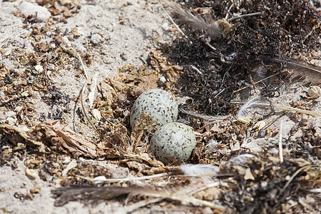 海鸥的鸟巢上的海鸥蛋图片