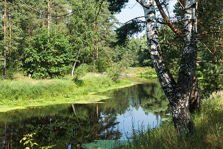 俄罗斯夏季河和小溪图片