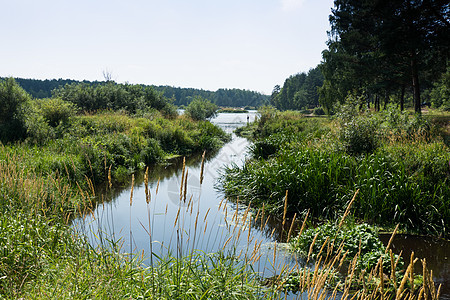 Nerskaya河流入湖图片