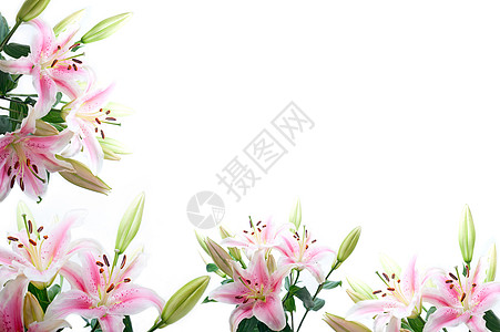 Lily 花花组成框架周年花瓣卡片植物花朵宏观纪念日边界花束工作室图片