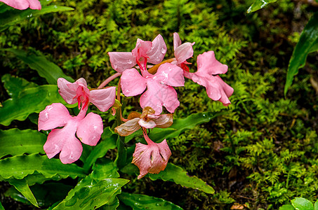 粉红色的罗多谢拉哈比纳里亚植物群花园木头季节情调国家白内障兰花园艺溪流图片