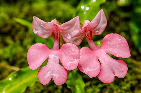 粉红色的罗多谢拉哈比纳里亚热带园艺季节养护岩石游泳天堂植物公园红唇图片
