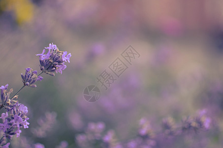 字段中新开的花粉视图花园香气植物群草本植物紫丁香植物学晴天太阳芳香紫色图片
