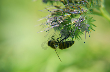 紧贴花朵塔纳西提芙丽亚和小蜜蜂的近缝收集蜜桃蝎子花园生长叶子花蜜植物蜂蜜环境紫檀场地图片
