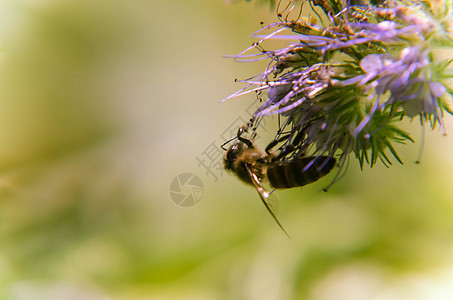 紧贴花朵塔纳西提芙丽亚和小蜜蜂的近缝收集蜜桃昆虫场景花蜜草本植物蓝色蝎子农业草地生态种植园图片