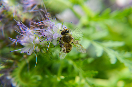紧贴花朵塔纳西提芙丽亚和小蜜蜂的近缝收集蜜桃农田环境花园宏观昆虫紫色农场花粉种植园生长图片
