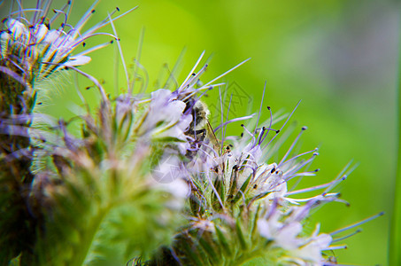 紧贴花朵塔纳西提芙丽亚和小蜜蜂的近缝收集蜜桃叶子紫色草地蓝色农场昆虫种植园花蜜蜂窝农业图片