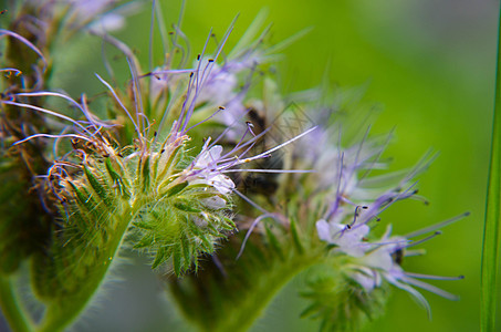 紧贴花朵塔纳西提芙丽亚和小蜜蜂的近缝收集蜜桃农田场地蓝色场景生长蜂窝昆虫草本植物植物花蜜图片