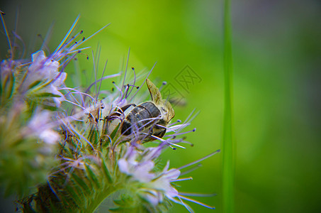 紧贴花朵塔纳西提芙丽亚和小蜜蜂的近缝收集蜜桃花蜜种植园紫檀场景生态植物蓝色环境花粉草地图片