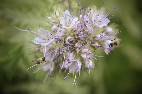 紧贴花朵塔纳西提芙丽亚和小蜜蜂的近缝收集蜜桃紫色草本植物生态农田宏观植物农业昆虫蝎子生长图片