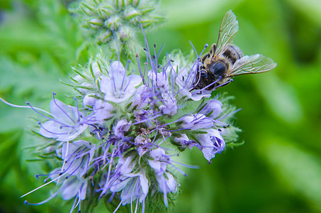 紧贴花朵塔纳西提芙丽亚和小蜜蜂的近缝收集蜜桃农田昆虫蝎子草本植物蓝色环境花园农业花粉生长图片