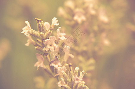 字段中新开的花粉视图花园疗法农业薰衣草太阳草本植物场地紫色紫丁香生活图片