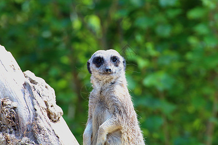 MEERKAT保持警戒 以发现任何危险岩石家庭毛皮野生动物头发眼睛猫鼬生态警报手表图片