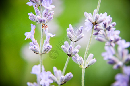 字段中新开的花粉视图香气草本植物花园植物学香味紫色生活芳香紫丁香太阳图片