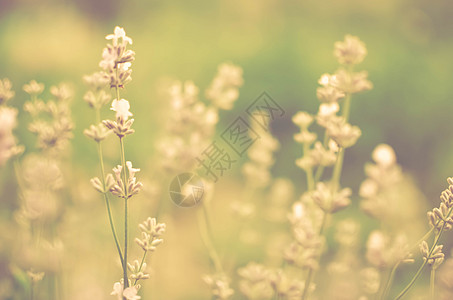 字段中新开的花粉视图晴天芳香国家疗法紫丁香生活植物群场地农业香味图片