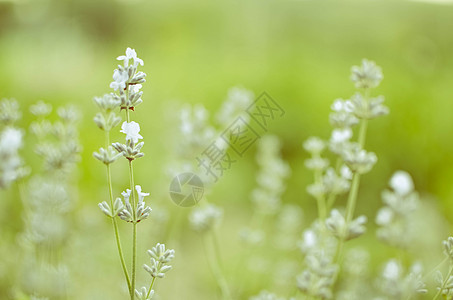 字段中新开的花粉视图花园晴天植物学疗法紫色场地芳香香气农业紫丁香图片