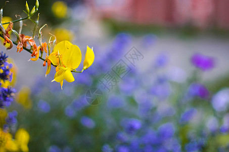 花园的黄色花朵紧闭场景野花季节摄影田园太阳阳光场地背景日落图片