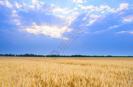 蓝色天空下美丽的小麦田 有戏剧性的日落云小麦种子稻草日落阳光季节土地农村农场草地图片