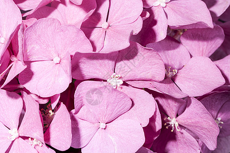 粉红花花的背景 紧贴近身图片