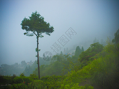 清晨雾中与孤树湿地景色 夏季图片