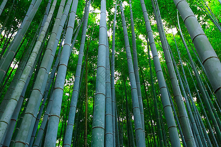 竹木林森林植物花园绿色叶子竹子图片