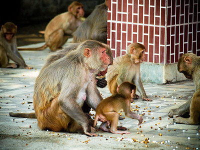 印度 在圣殿里与它同住的婴儿猴子文化毛皮公园丛林国家孩子橙子游客哺乳动物生活图片