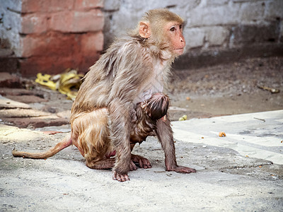 印度 在圣殿里与它同住的婴儿猴子丛林毛皮公园灵长类生活橙子孩子团体动物荒野图片