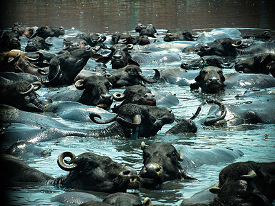 在印度北方邦阿姆罗哈洗澡的水牛     2011年旅行喇叭动物群野生动物哺乳动物奶牛农业公园家畜荒野图片
