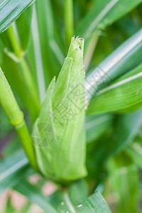 阳光下闭合的玉米蔬菜植物亮度谷物场景农场框架太阳棒子叶子图片