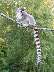 水管电线环尾狐猴Lemur catta人猿国家动物花园荒野脊椎动物威胁哺乳动物野生动物猴子背景