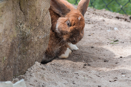 兔子在吃萝卜棕兔在沙土上想法老兵家畜宝宝控制黑色宠物专用柔软度萝卜背景