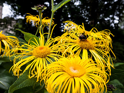 花朵上的蜜蜂植物叶子植物群蜂蜜工人公园宏观花粉植物学花瓣图片