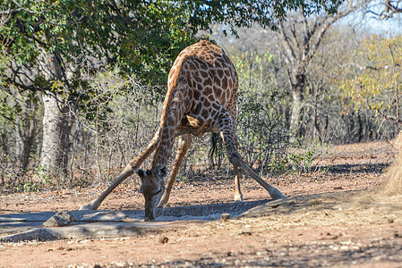 Giraffe 在水坑饮用图片