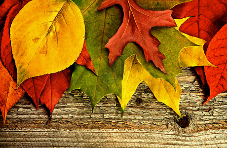秋叶框架橙子枫叶红色叶子背景绿色植物学水平边界植物图片