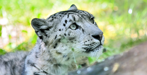 雪豹埃尔比斯哺乳动物濒危荒野白色动物野生动物食肉说谎毛皮黑色图片