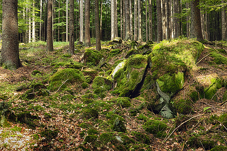 原始森林HDR受保护环境植被植物栖息地衰退树木生态阴影叶子图片