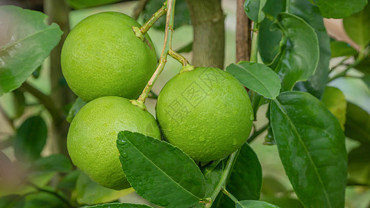 青绿树水果收成绿色农场花园热带种植园叶子食物柠檬图片