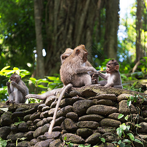 猴子森林里长长的尾巴怪兽乌布保护区猕猴动物高清图片