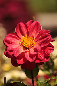 红大丽花 叫做迷人的花朵生长魅力花瓣花园植物图片