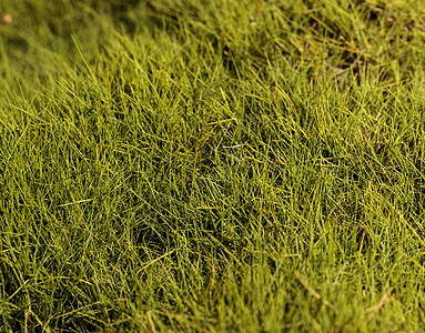 湿润的绿色绿苔草图片