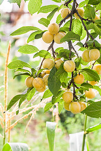 在阳光明媚的夏日 树枝上有很多黄樱桃李子植物农场季节茶点叶子生长衬套李子园艺农业图片